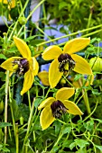 CLEMATIS GOLDEN TIARA