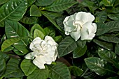 GARDENIA JASMINOIDES AGM