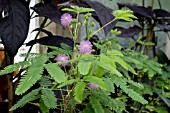 MIMOSA PUDICA