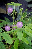 MIMOSA PUDICA