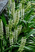 EUCOMIS COMOSUS