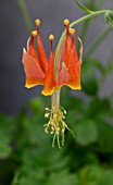 AQUILEGIA EXIMIA