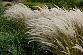 STIPA ICHU