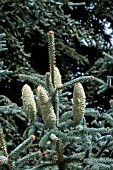 ABIES PINSAPO VAR. MAROCANA