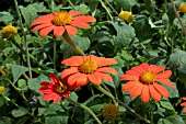 TITHONIA ROTUNDIFLOIA TORCH