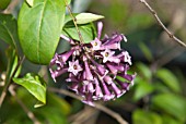 CESTRUM X CULTUM CRETAN PURPLE