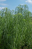 HELIANTHUS SALICIFOLIUS