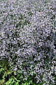 LIMONIUM PLATYPHYLLUM