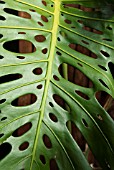 MONSTERA DELICLOSA AGM  SYN PHILODENDRON PERTUSUM