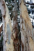 EUCALYPTUS AGGREGATA