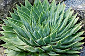 ALOE POLYPHYLLA