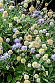 SCABIOSA ALBOCINCTA