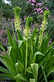 EUCOMIS AUTUMNALIS SUBSP. CLAVATA