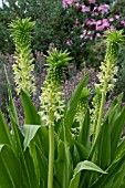 EUCOMIS AUTUMNALIS SUBSP. CLAVATA