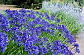 AGAPANTHUS MIDNIGHT STAR