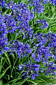 AGAPANTHUS MIDNIGHT STAR