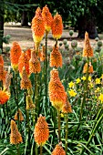 KNIPHOPHIA UVARIA FLAMENCO