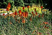 KNIPHOPHIA UVARIA FLAMENCO