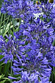 AGAPANTHUS  MIDNIGHT STAR