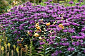 MONARDA PRARIENACHT