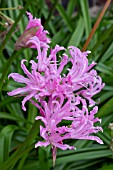 NERINE SARNIENSIS