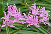 NERINE SARNIENSIS