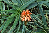 ALOE ARBORESCENS