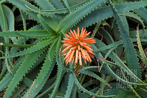 ALOE_ARBORESCENS