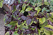 FROST DAMAGE ON PLECTRANTHUS