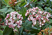 VIBURNUM TINUS GWENILLIAN AGM