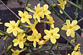 JASMINUM NUDIFLORUM AGM