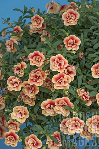 CALIBRACHOA_CAN_CAN_DOUBLE_APRICOT_WITH_RED_EYE