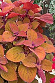 COLEUS CAMPFIRE