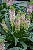 EUCOMIS ALOHA LILI NANI