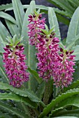 EUCOMIS ALOHA LILY LEIA