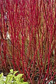 CORNUS ALBA BATON ROUGE