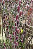 SALIX GRACILISTYLA MOUNT ASO