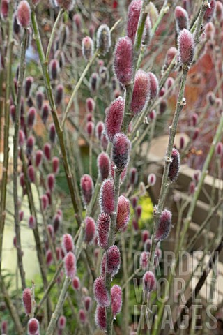 SALIX_GRACILISTYLA_MOUNT_ASO