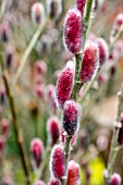 SALIX GRACILISTYLA MOUNT ASO