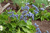 LIMONIUM ARBORESCENS