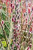 SALIX GRACILISTYLA MOUNT ASO