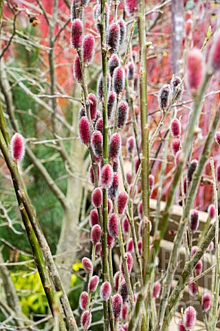 SALIX_GRACILISTYLA_MOUNT_ASO