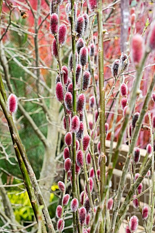 SALIX_GRACILISTYLA_MOUNT_ASO