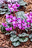 CYCLAMEN ALPINUM