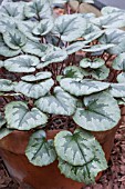 CYCLAMEN MIRABILE TILEBARN NICHOLAS