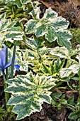 ACANTHUS MOLLIS TASMANIAN ANGEL