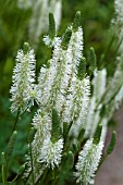 SANGUISORBA CANADENSIS