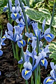 IRIS ALIDA