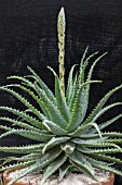 ALOE FEROX