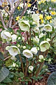 HELLEBORUS MOON DANCE